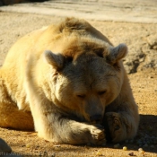 Photo d'Ours