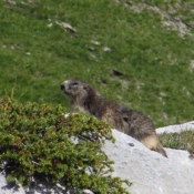 Photo de Marmotte