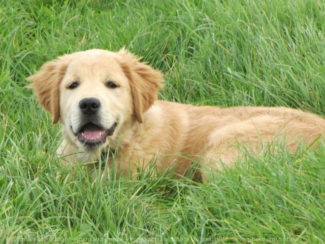 Photo de Golden retriever