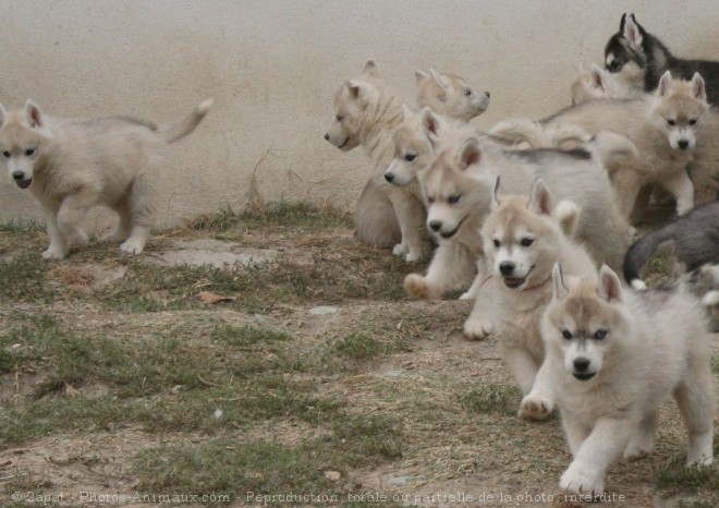 Photo de Husky siberien