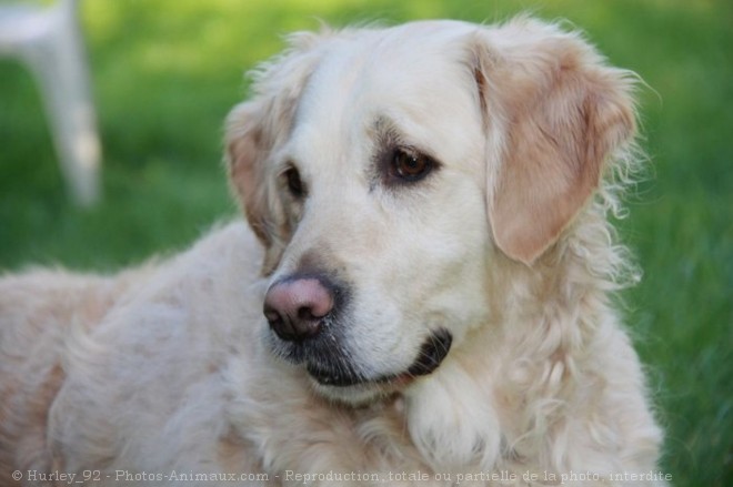 Photo de Golden retriever