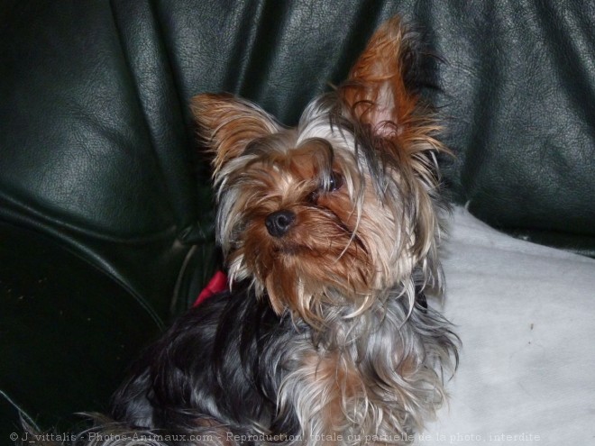 Photo de Yorkshire terrier