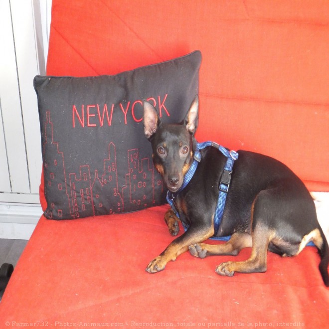 Photo de Pinscher nain