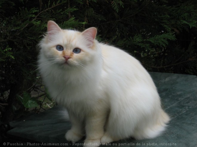 Photo de Sacr de birmanie