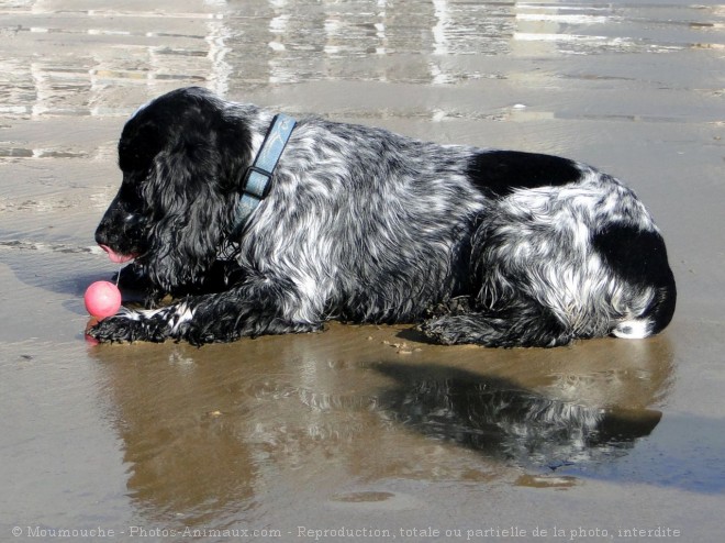 Photo de Cocker anglais