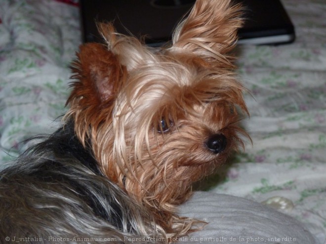 Photo de Yorkshire terrier