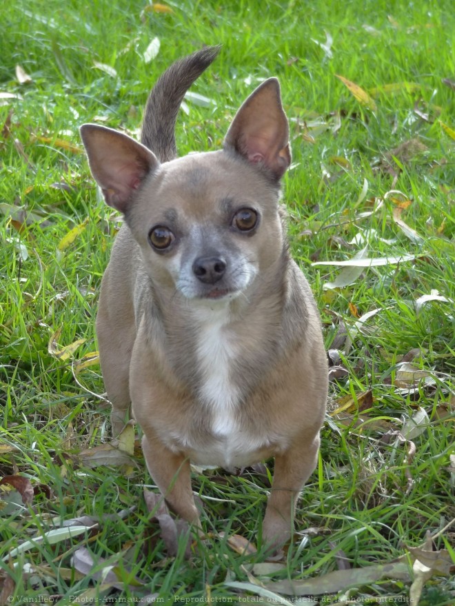 Photo de Chihuahua  poil court