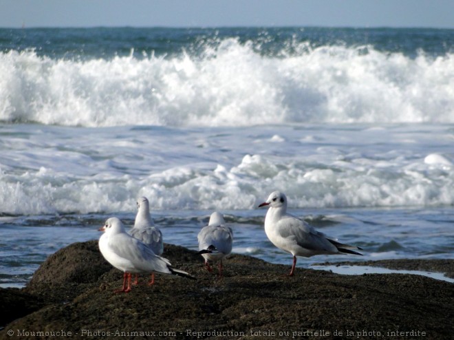 Photo de Mouette