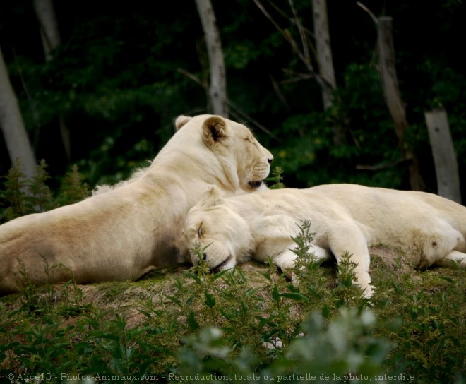 Photo de Lion