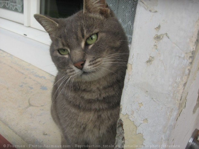 Photo de Chat domestique