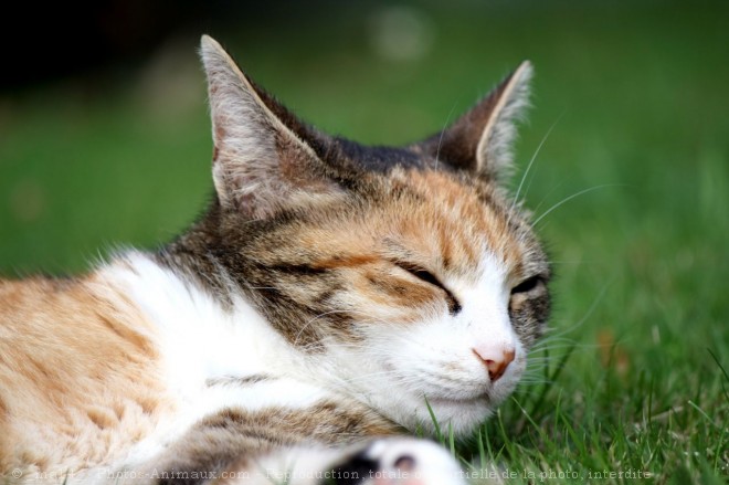 Photo de Chat domestique