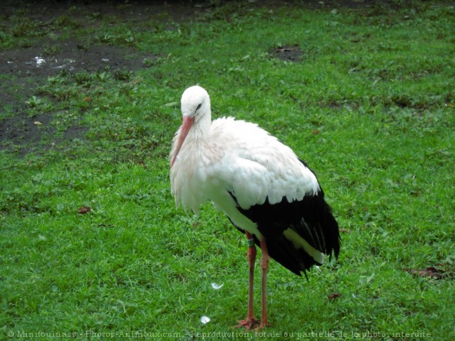 Photo de Cigogne