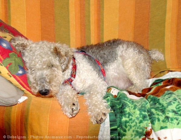 Photo de Fox terrier  poil dur