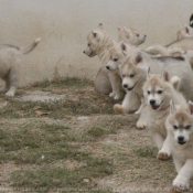 Photo de Husky siberien