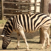 Photo de Zebre