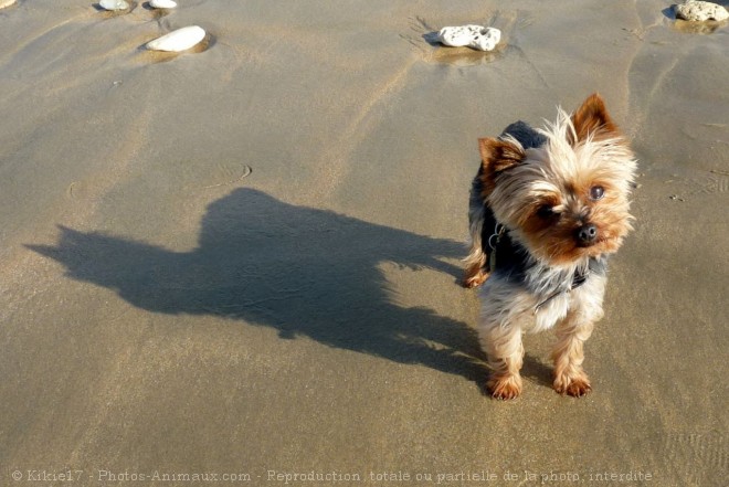 Photo de Yorkshire terrier