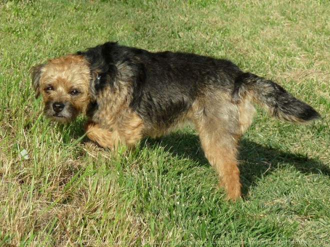 Photo de Border terrier