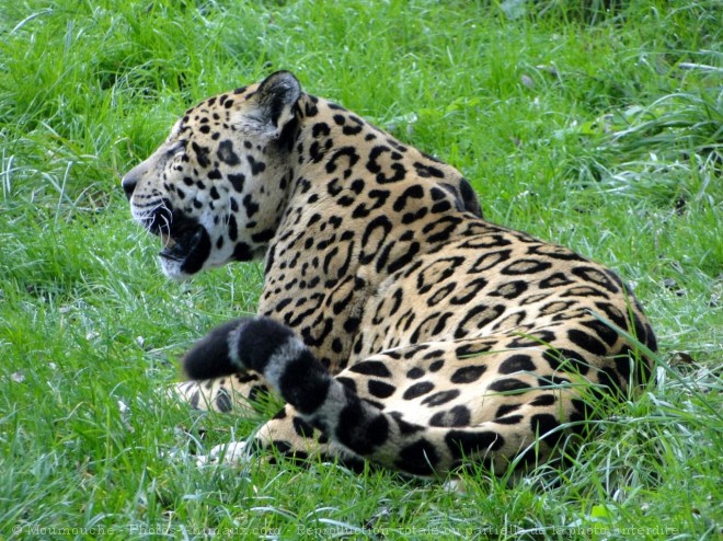 Photo de Jaguar