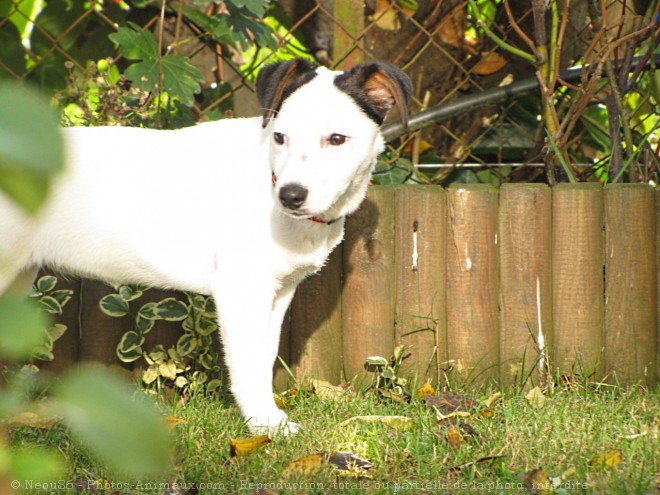 Photo de Jack russell terrier