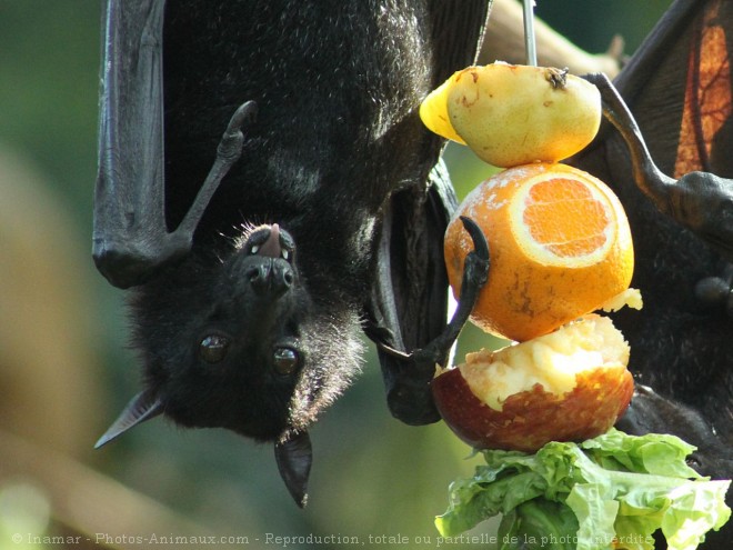 Photo de Chauve-souris