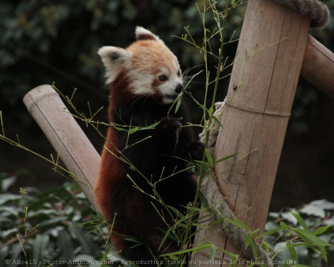 Photo de Panda roux