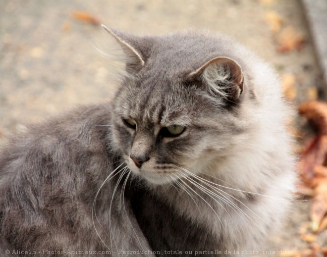 Photo de Chat domestique