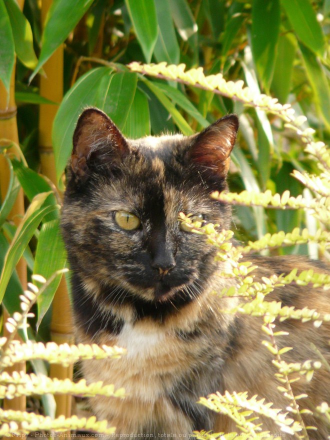 Photo de Chat domestique