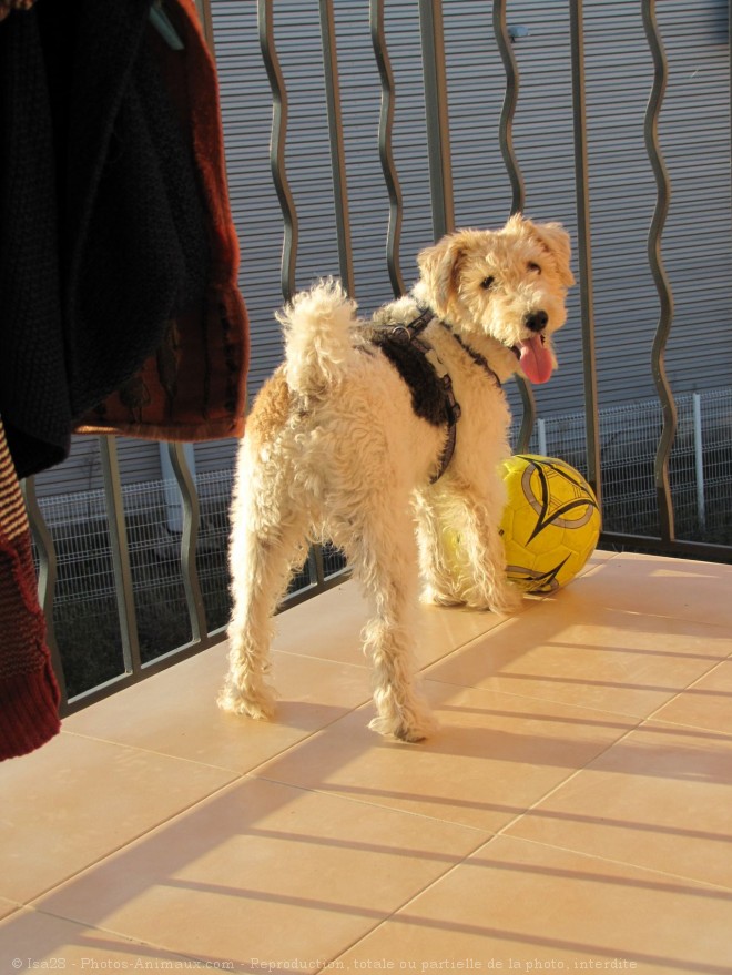 Photo de Fox terrier  poil dur