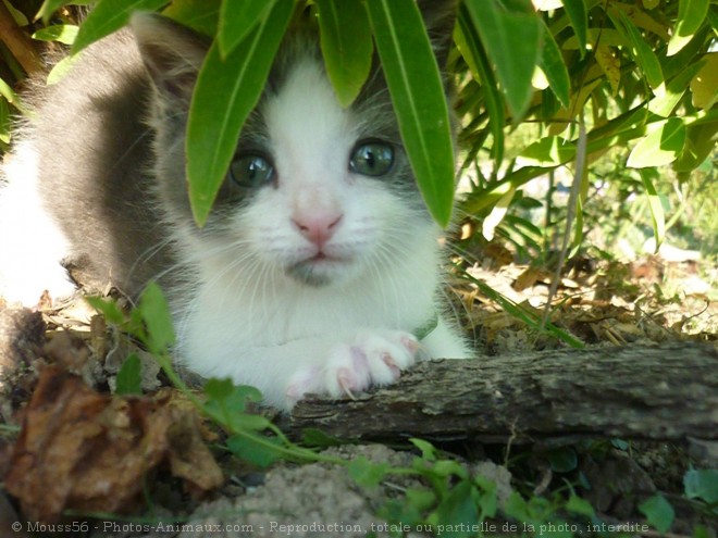 Photo de Chat domestique