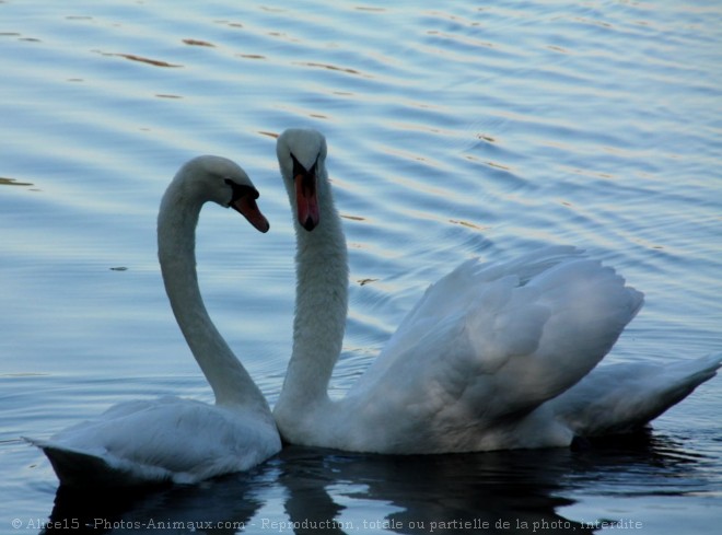 Photo de Cygne