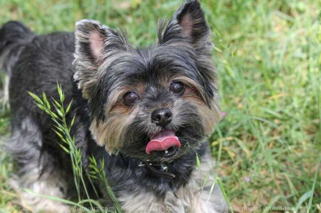 Photo de Yorkshire terrier