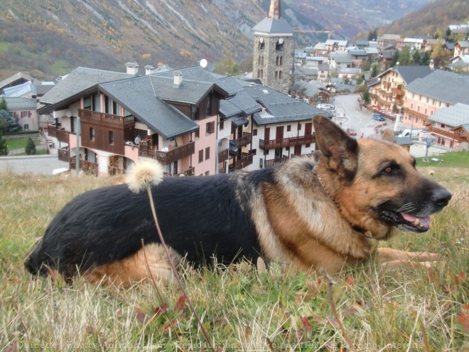 Photo de Berger allemand  poil court