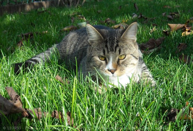 Photo de Chat domestique