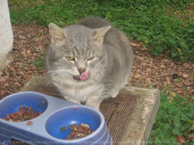 Photo de Chat domestique