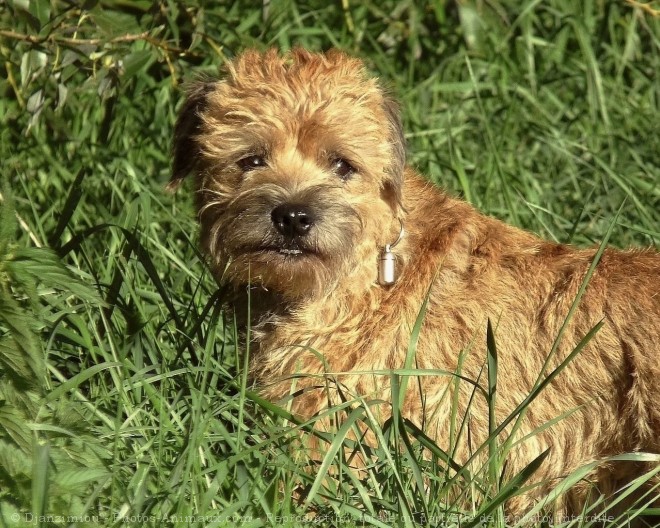 Photo de Border terrier