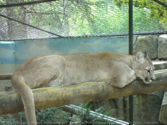 Photo de Puma