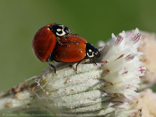 Photo de Coccinelle