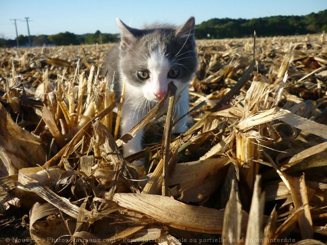 Photo de Chat domestique