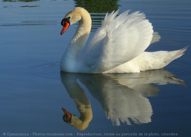 Photo de Cygne