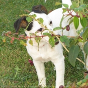 Photo de Jack russell terrier