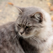 Photo de Chat domestique