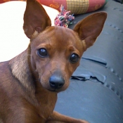 Photo de Pinscher nain