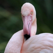 Photo de Flamand rose