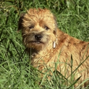 Photo de Border terrier