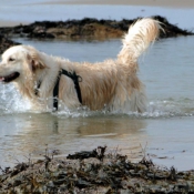 Photo de Golden retriever