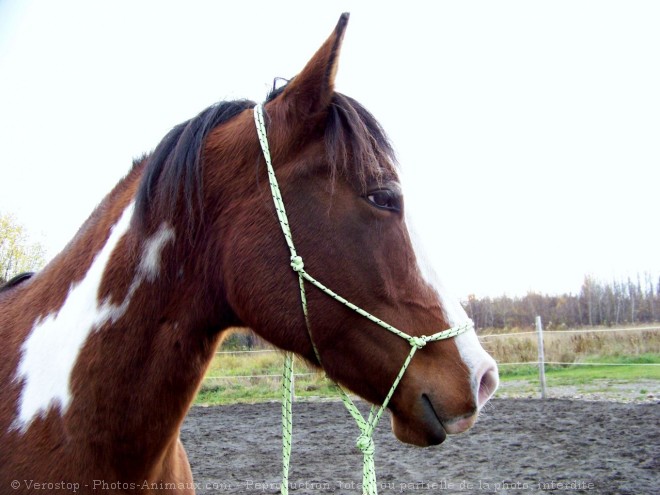 Photo de Paint horse