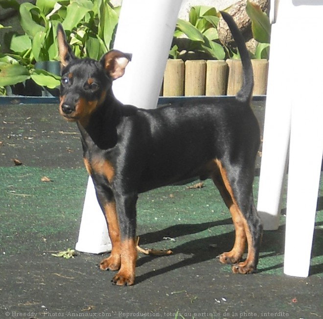 Photo de Pinscher nain