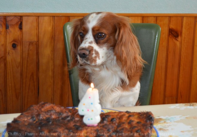 Photo de Cavalier king charles spaniel