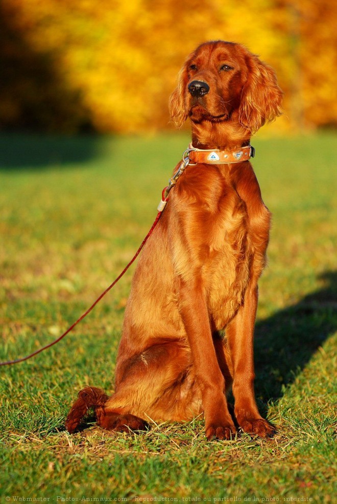 Photo de Setter irlandais rouge