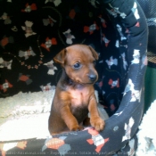 Photo de Pinscher nain